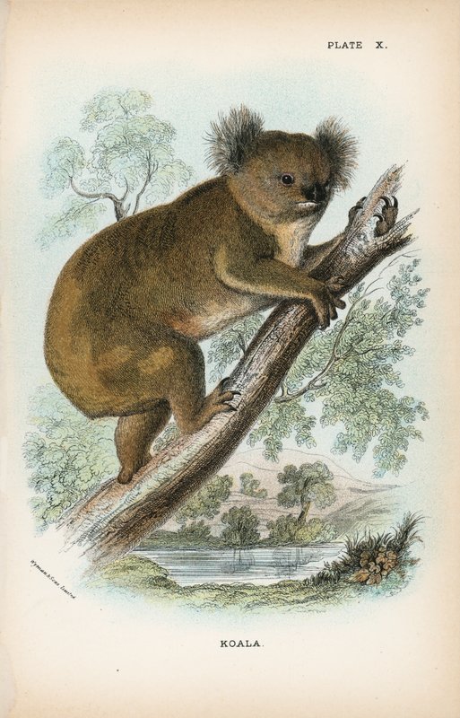 Koala af English School