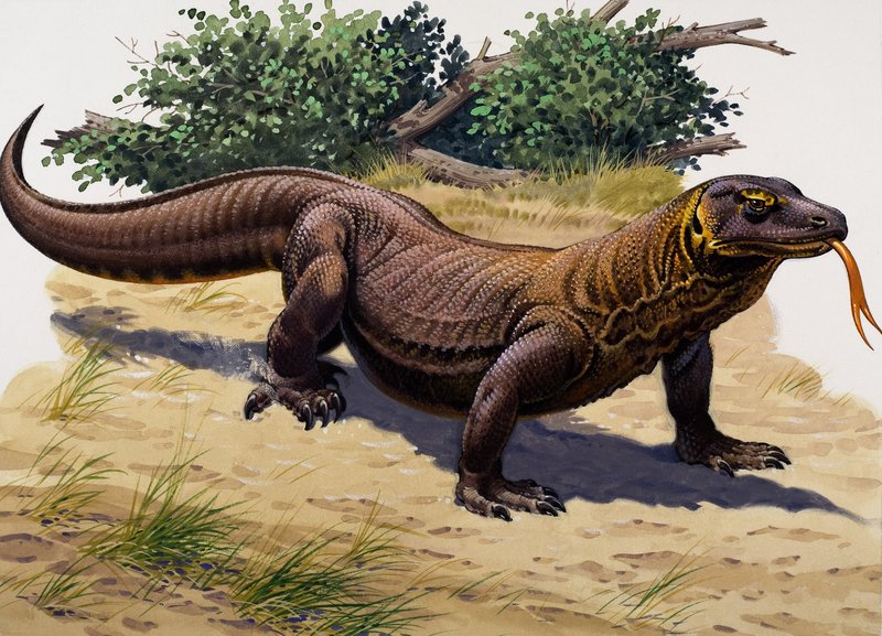 Komodovaran (gouache på papir) af English School