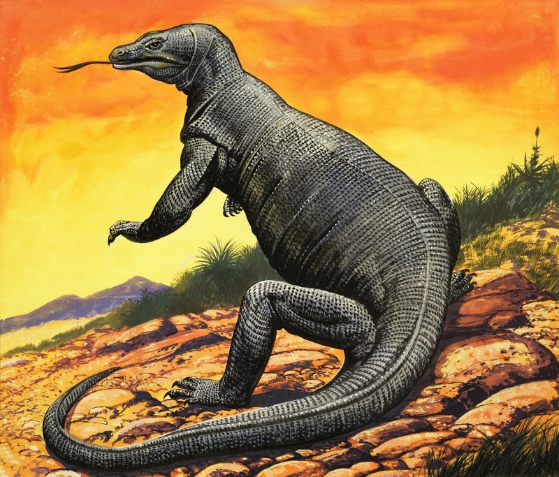 Komodo Dragon af English School