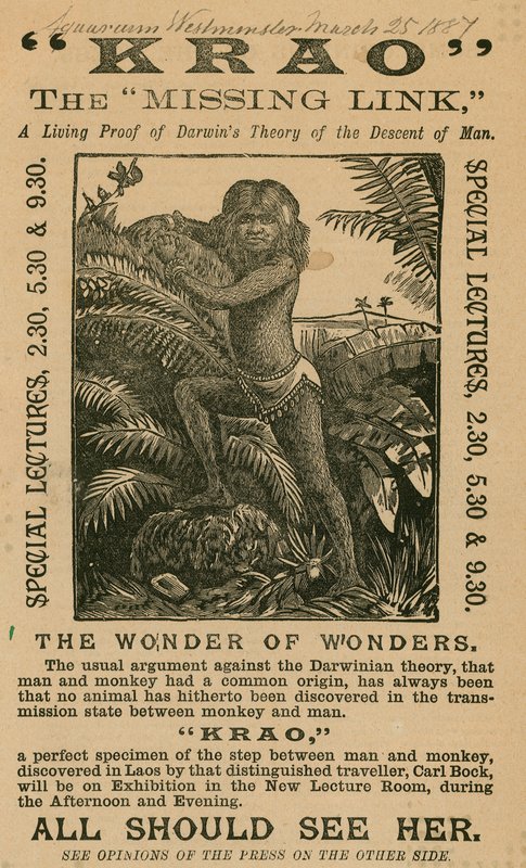 Krao, The Missing Link, udstillet på Aquarium, Westminster, London, i 1887 af English School