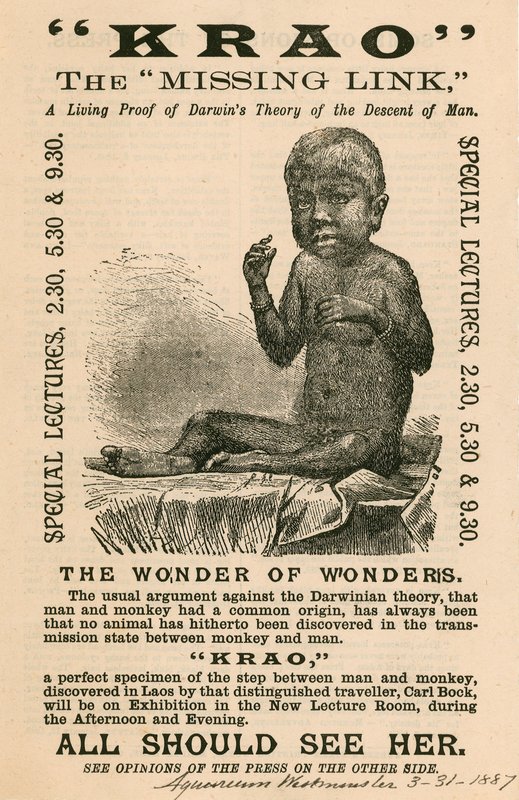 Krao, The Missing Link, udstillet på Aquarium, Westminster, London, i 1887 af English School