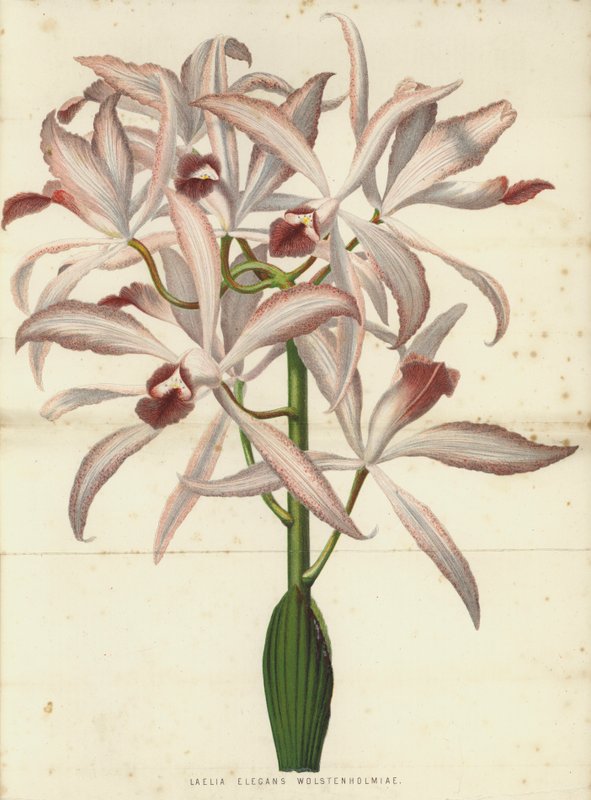 Laelia Elegans Wolstenholmiae af English School