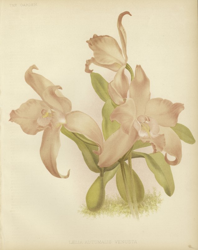 Laelia autumnalis af English School