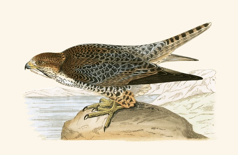 Lanner Falcon, illustration fra 