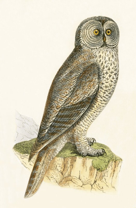 Lap Owl, illustration fra 