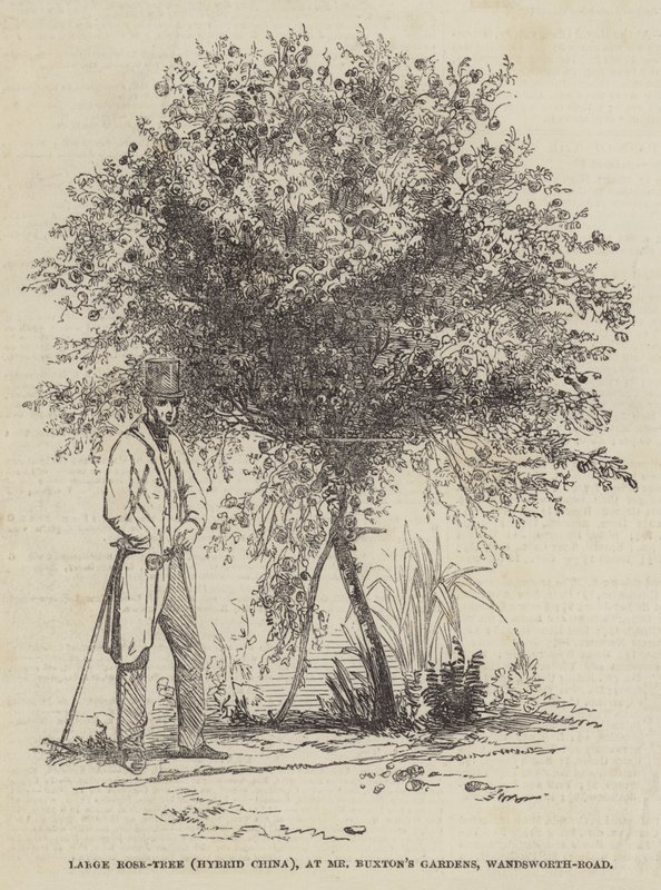 Stort rosentræ (Hybrid Kina), ved Mr Buxton
