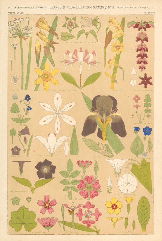 Blade og blomster fra naturen af English School