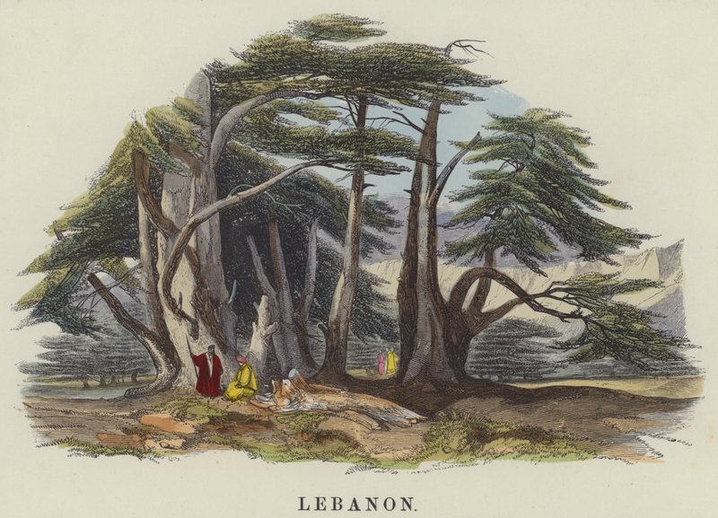 Libanon (farvet gravering) af English School