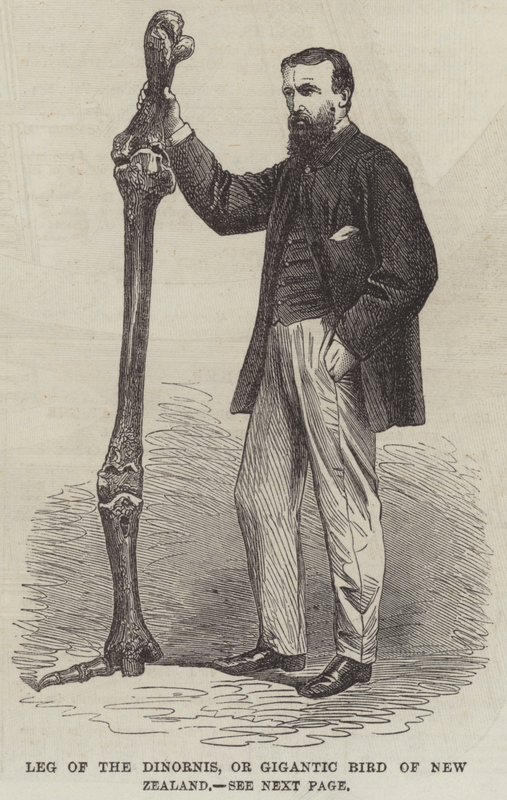 Ben af Dinornis, eller Gigantic Bird of New Zealand (gravering) af English School