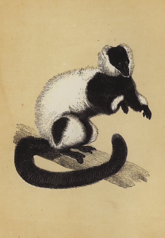 Lemur (farvelitografi) af English School