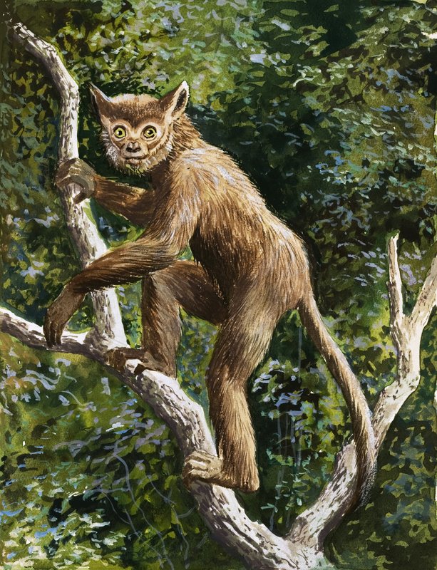 Lemur af English School