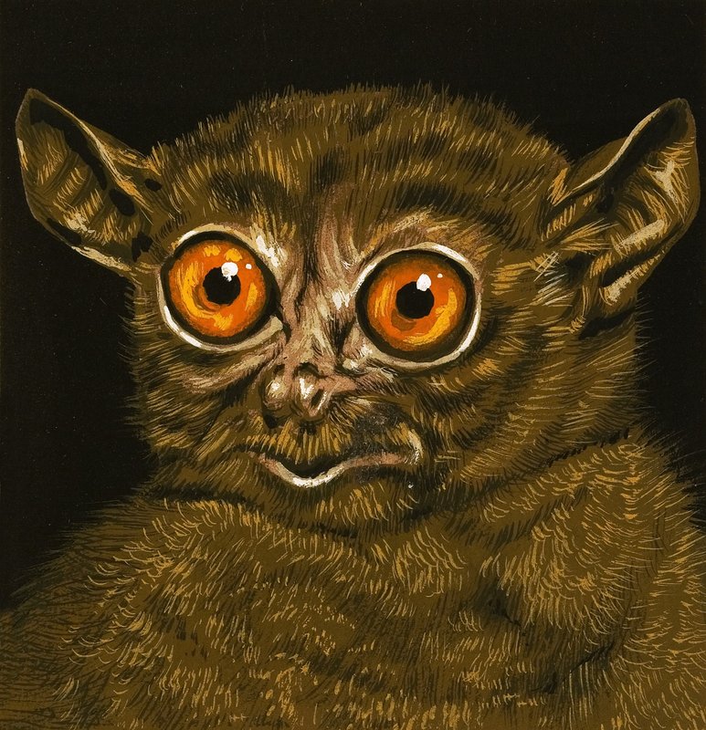 Lemur af English School