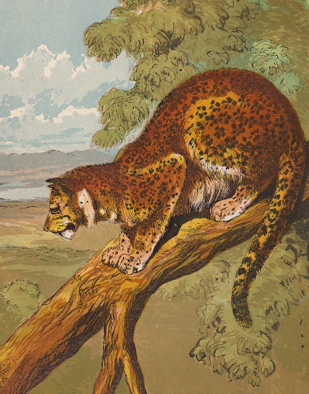 Leopard (farvelitografi) af English School