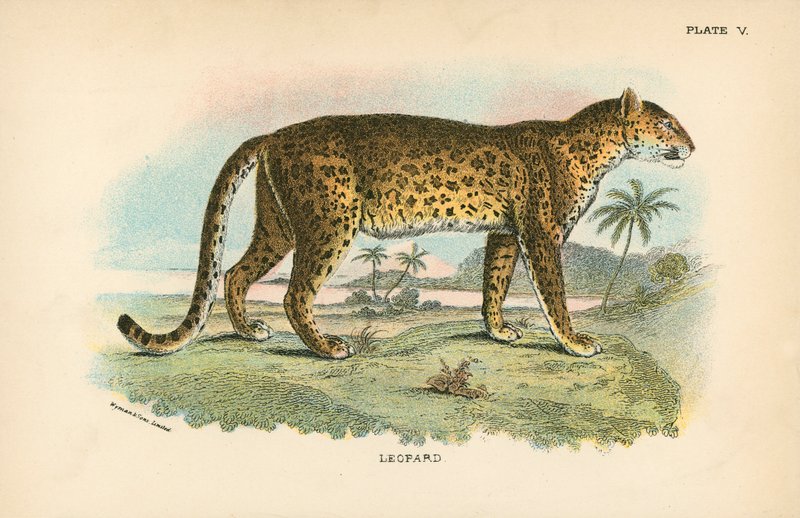 Leopard af English School