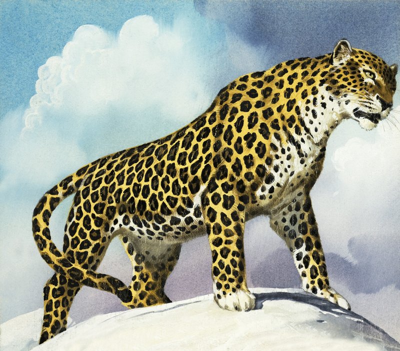 Leopard i sneen af English School