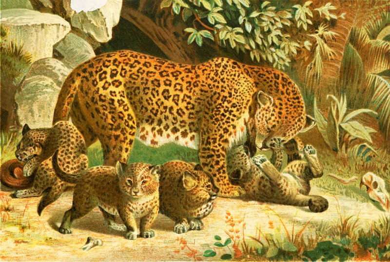 Leoparder af English School