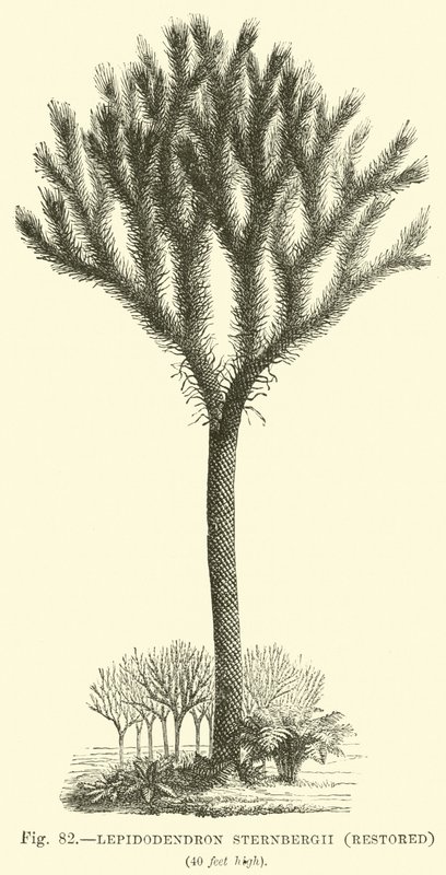Lepidodendron Sternbergh, restored  af English School