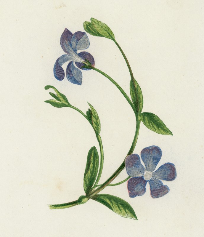 Lille Periwinkle, Vinca Minor (farve litho) af English School
