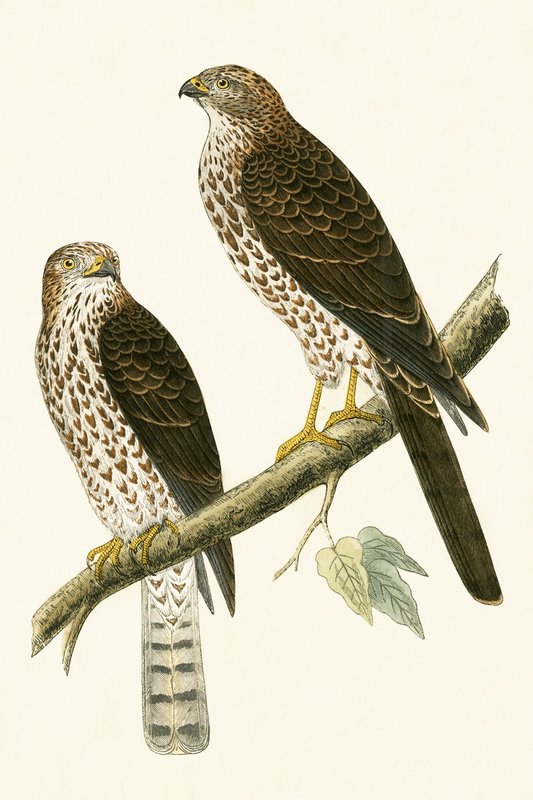 Levant Sparrow Hawk, illustration fra "A History of the Birds of Europe Not Observed in the British Isles" af Charles Robert Bree (1811-86), udgivet i 1867 af English School