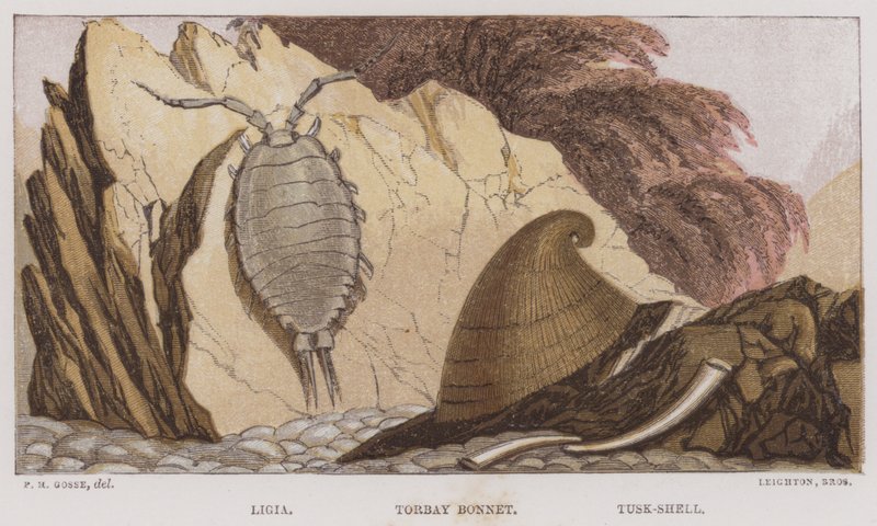Ligia, Torbay Bonnet, Tusk-Shell (farvelitografi) af English School