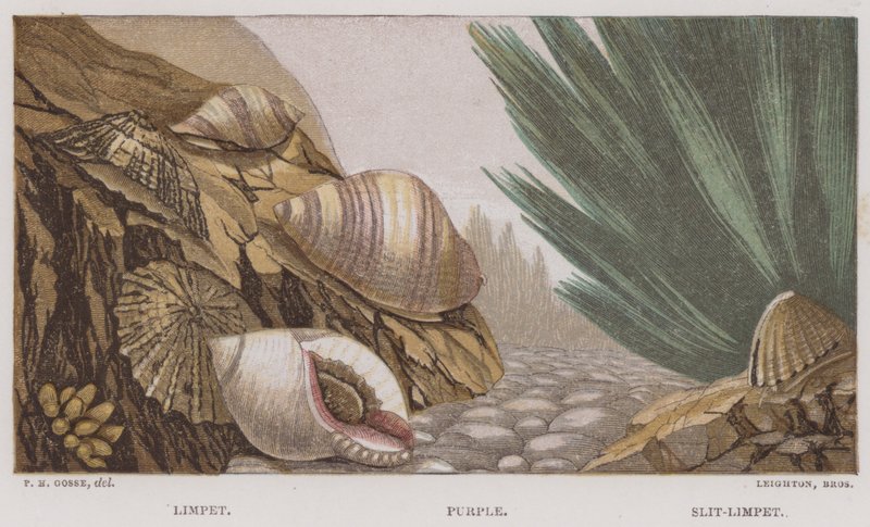 Limpet, Lilla, Slit-Limpet (farve litho) af English School