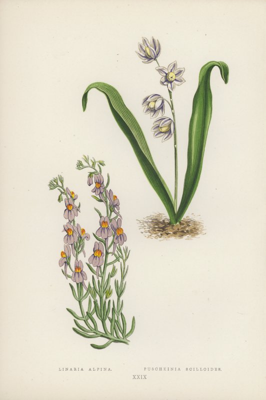 Alpine Linaria; Puschkinia Scilloides (farve litho) af English School