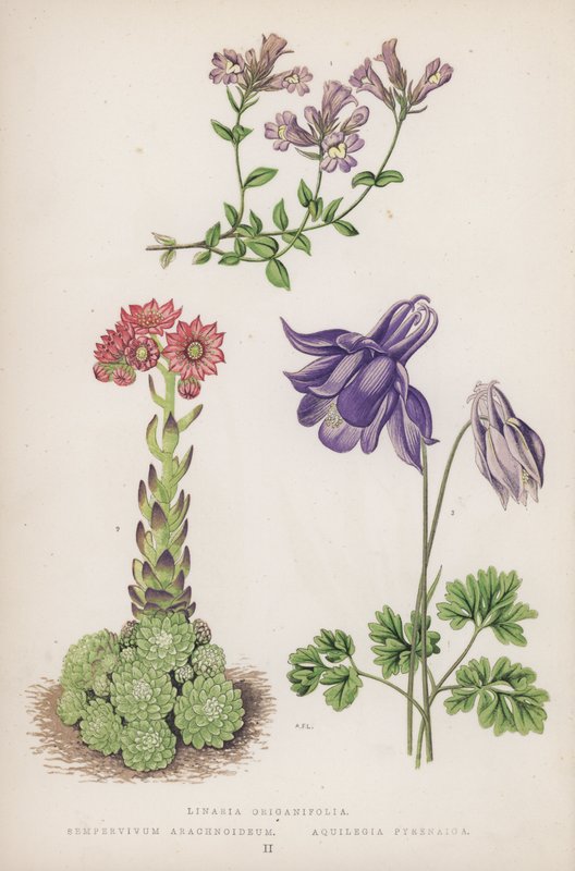 Linaria Origanifolia; Sempervivum Arachnoideum; Aquilegia Pyrenaica (farvelitografi) af English School