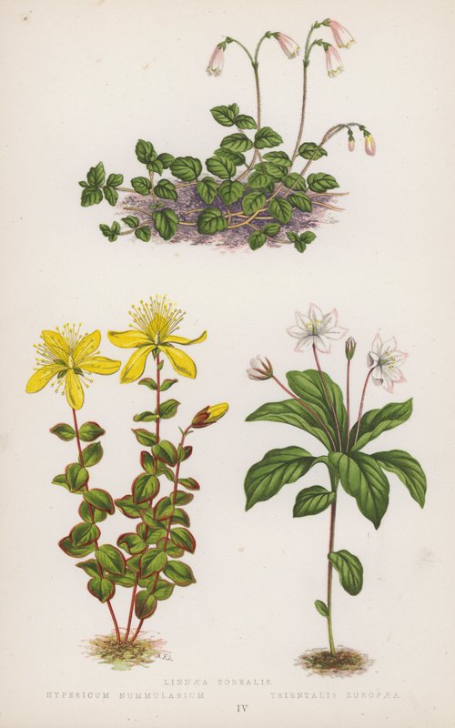 Linnaea Borealis; Hypericum Nummularium; Trientalis Europaea (farvelitografi) af English School