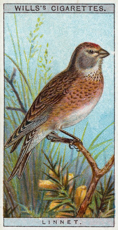 Linnet af English School