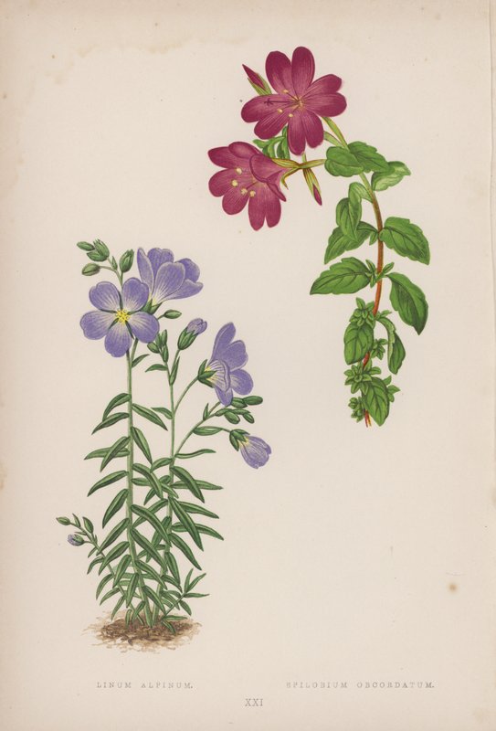 Linum Alpinum; Epilobium Obcordatum (farvelitografi) af English School