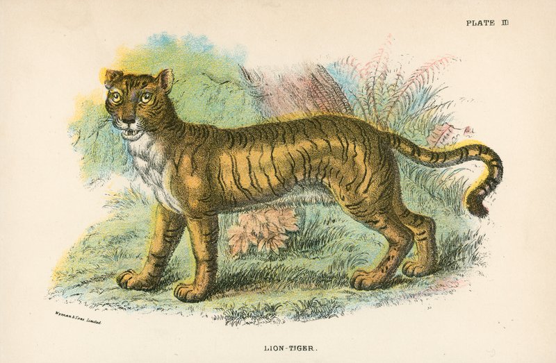 Løve-tiger af English School