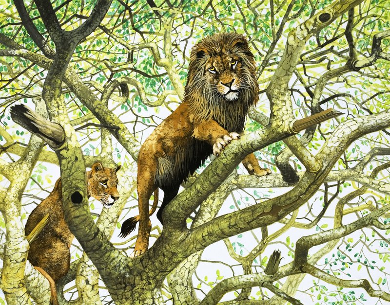 Løve og løvinde i et træ (gouache på papir) af English School