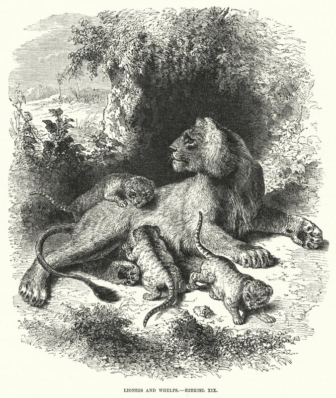 Løvinde og hvalpe, Ezekiel XIX (gravering) af English School
