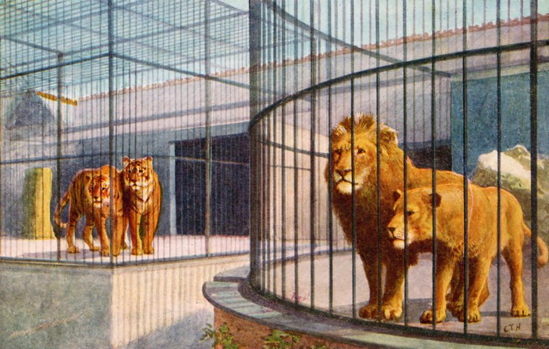 Løver og tigre i zoologisk have (farve litho) af English School