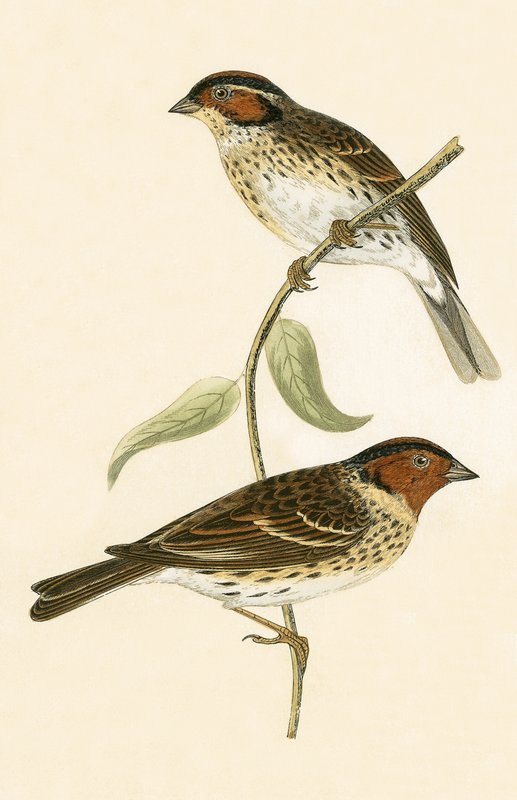 Little Bunting, illustration fra 