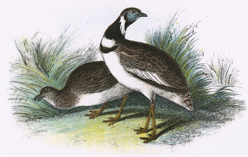 Lille Bustard af English School