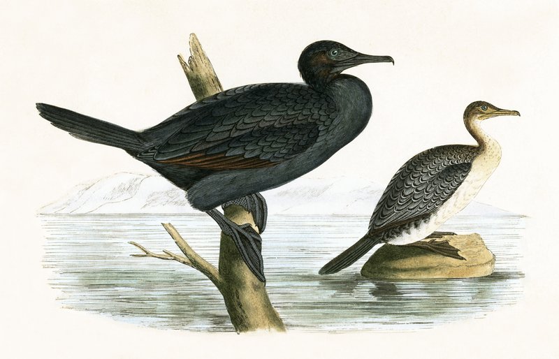 Lille skarv, illustration fra "A History of the Birds of Europe Not Observed in the British Isles" af Charles Robert Bree (1811-86), udgivet i 1867 af English School