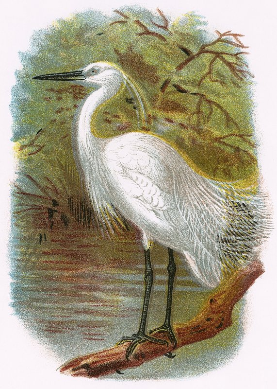 Lille Egret af English School