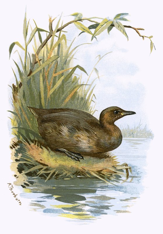 Lille Grebe af English School