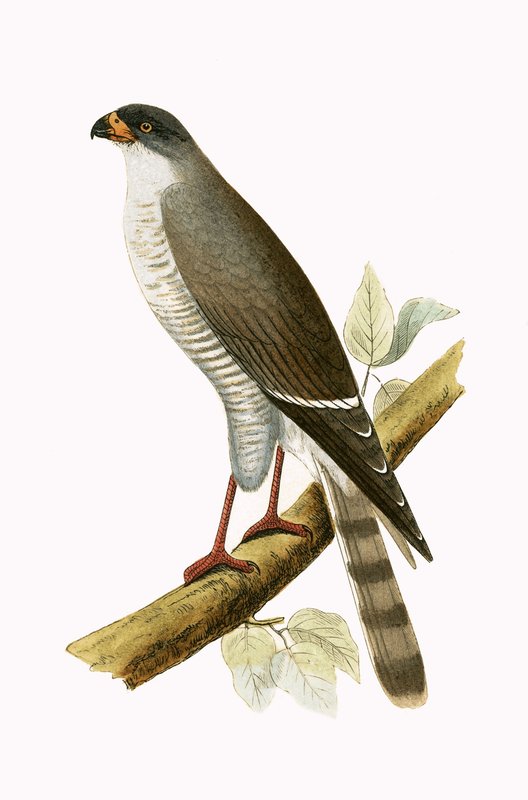 Little Red Billed Hawk, illustration fra 