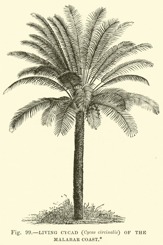Living Cycad (Cycas circinalis) of the Malabar Coast  af English School