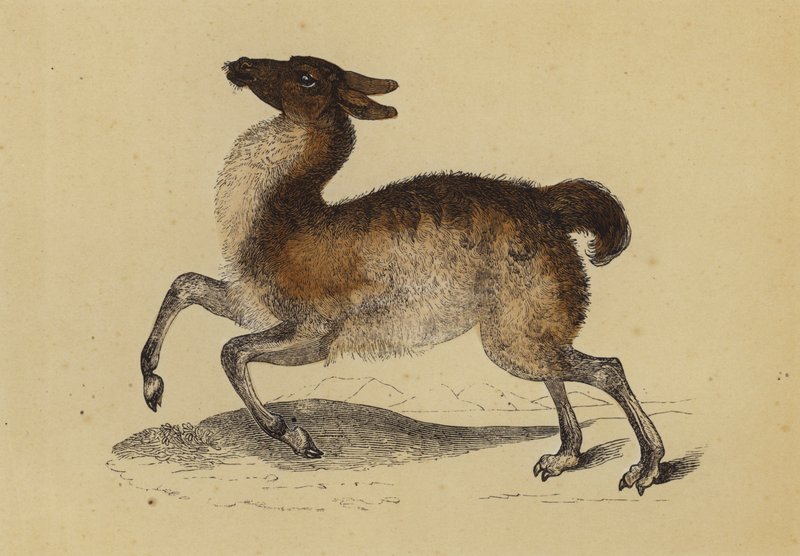 Lama (farvelitografi) af English School
