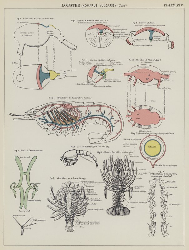 Hummer, Homarus Vulgaris (farve litho) af English School