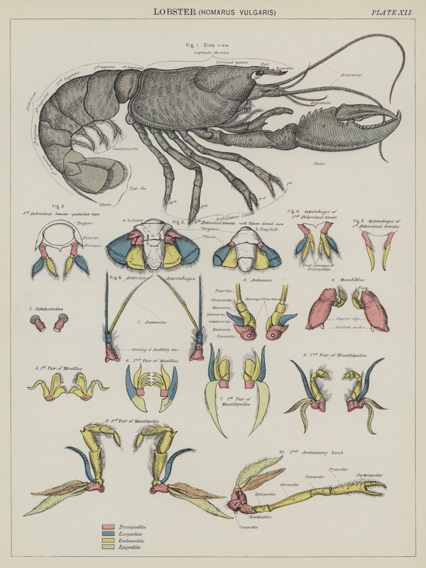 Hummer, Homarus Vulgaris (farvelitografi) af English School