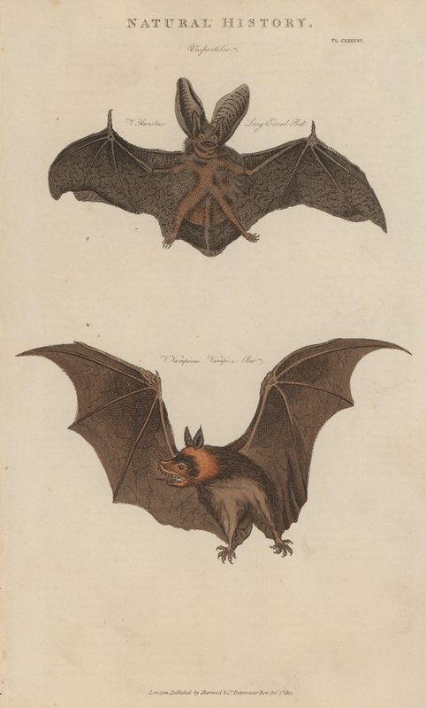 Langøret flagermus og vampyrflagermus (farvet indgravering) af English School