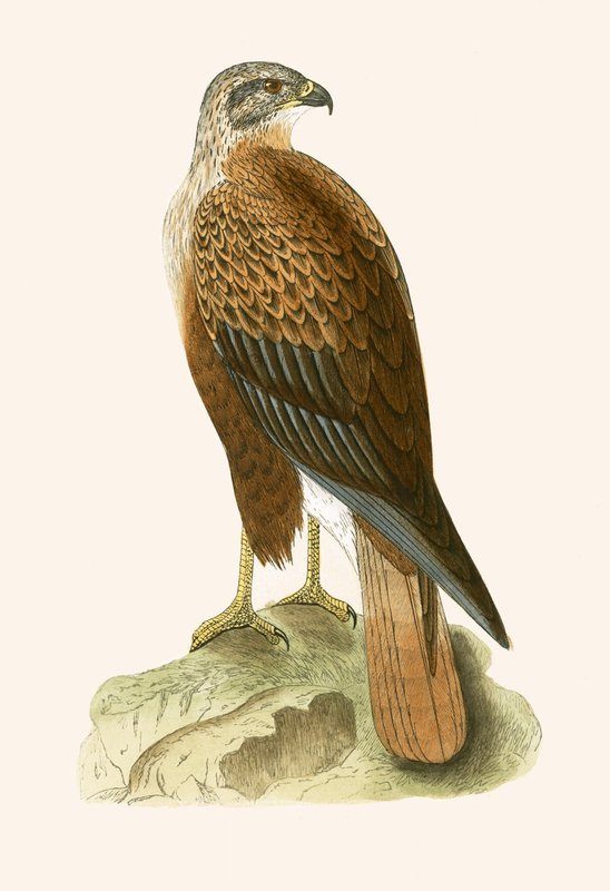 Langbenet musvåge, illustration fra 