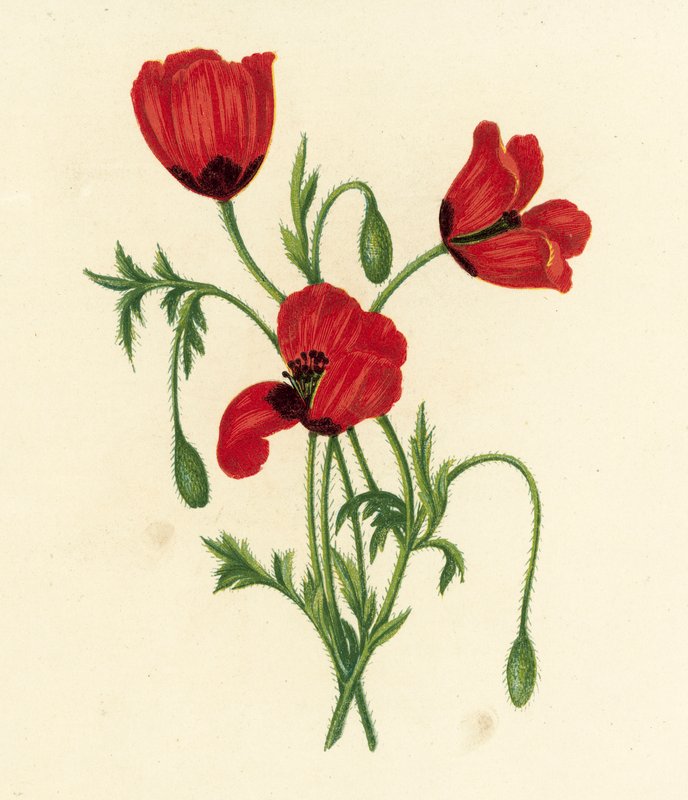 Langstikkende valmue, Papaver Argemone (farvelitografi) af English School
