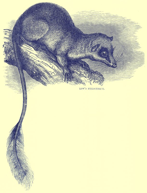 Lowes Ptilocercus, illustration fra Cassells Natural History af English School