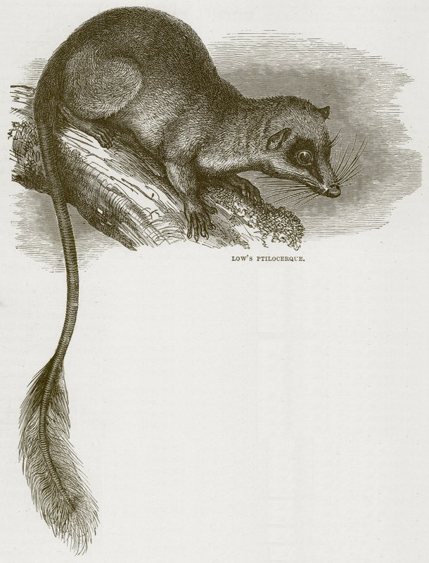 Lowes Ptilocercus, illustration fra Cassells Natural History af English School