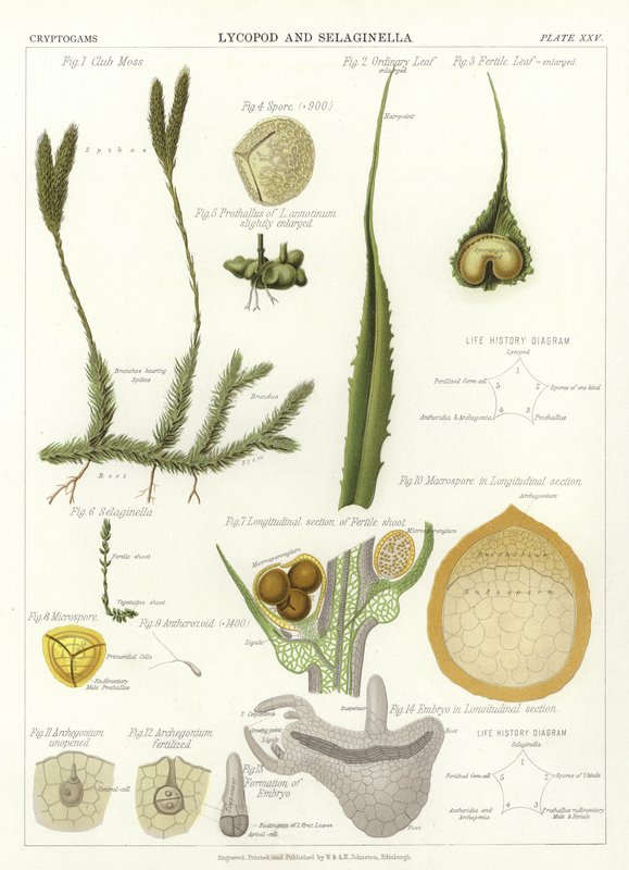 Lycopod og Selaginella af English School